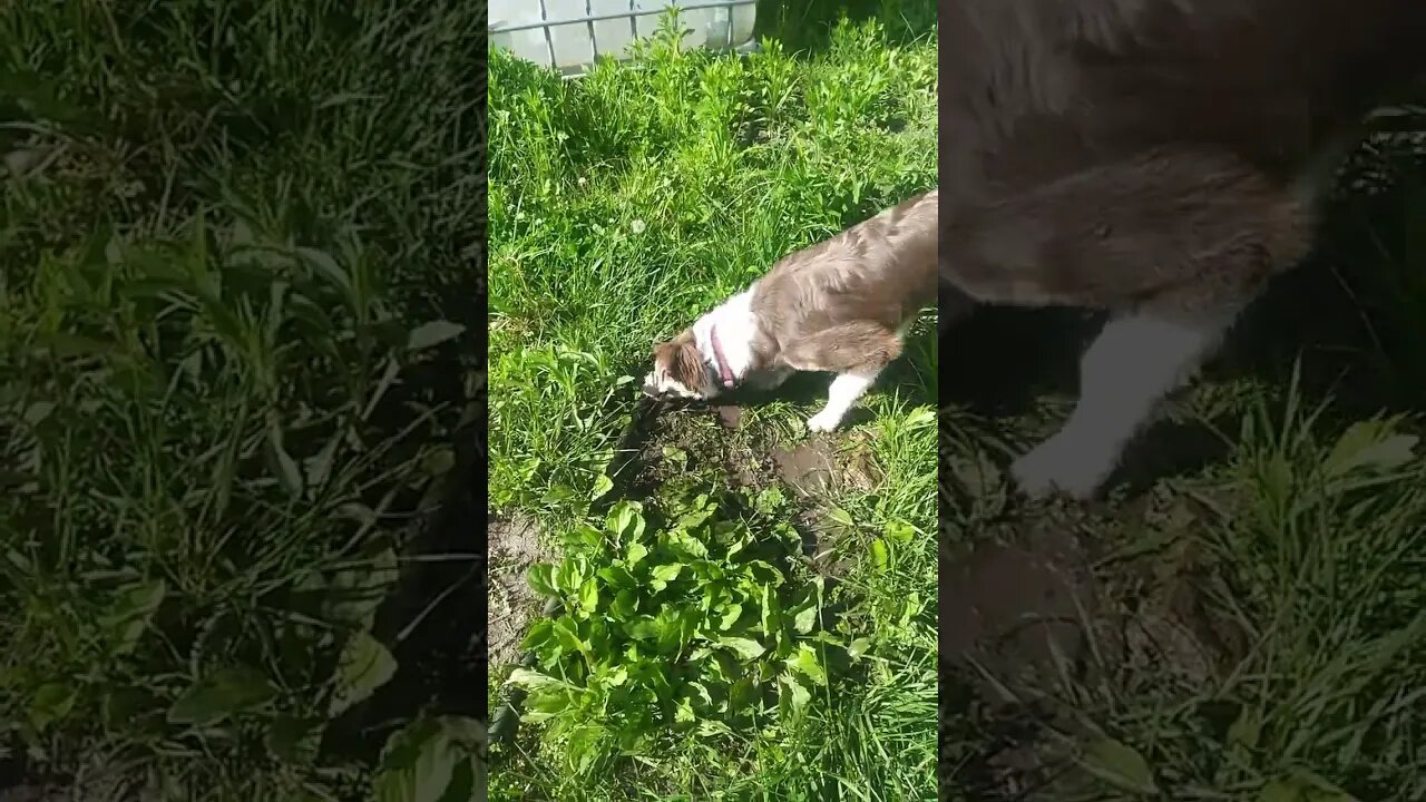 Dog vs Leaky Hose