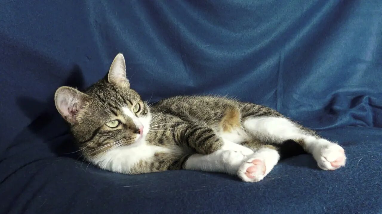 What R U Doin', Hooman?