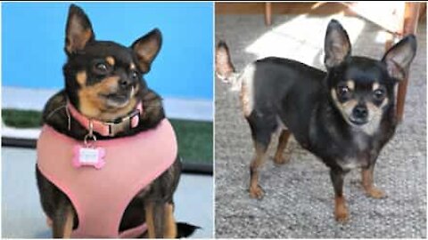 Chihuahua obesa perde metà del suo peso!