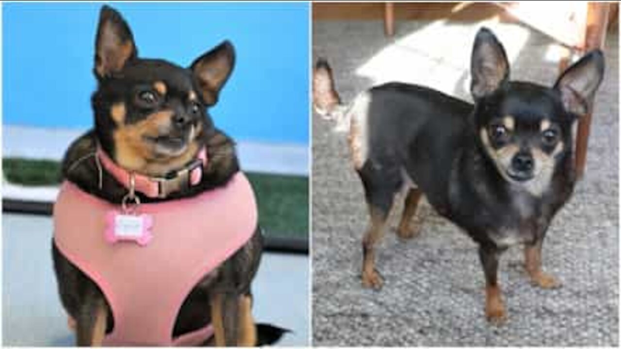 Chihuahua obesa perde metà del suo peso!