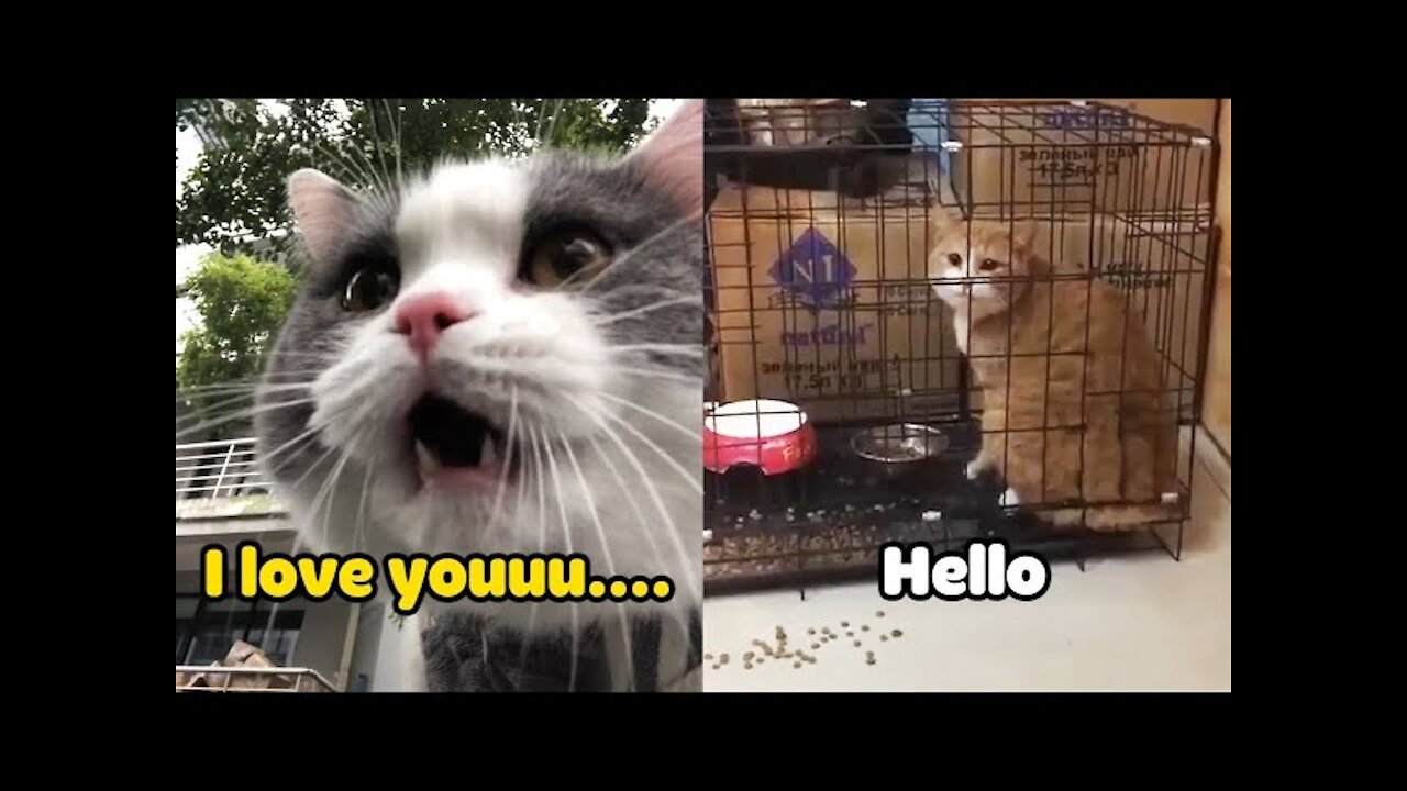 Cute Cat talking. #funny moments Meeoww