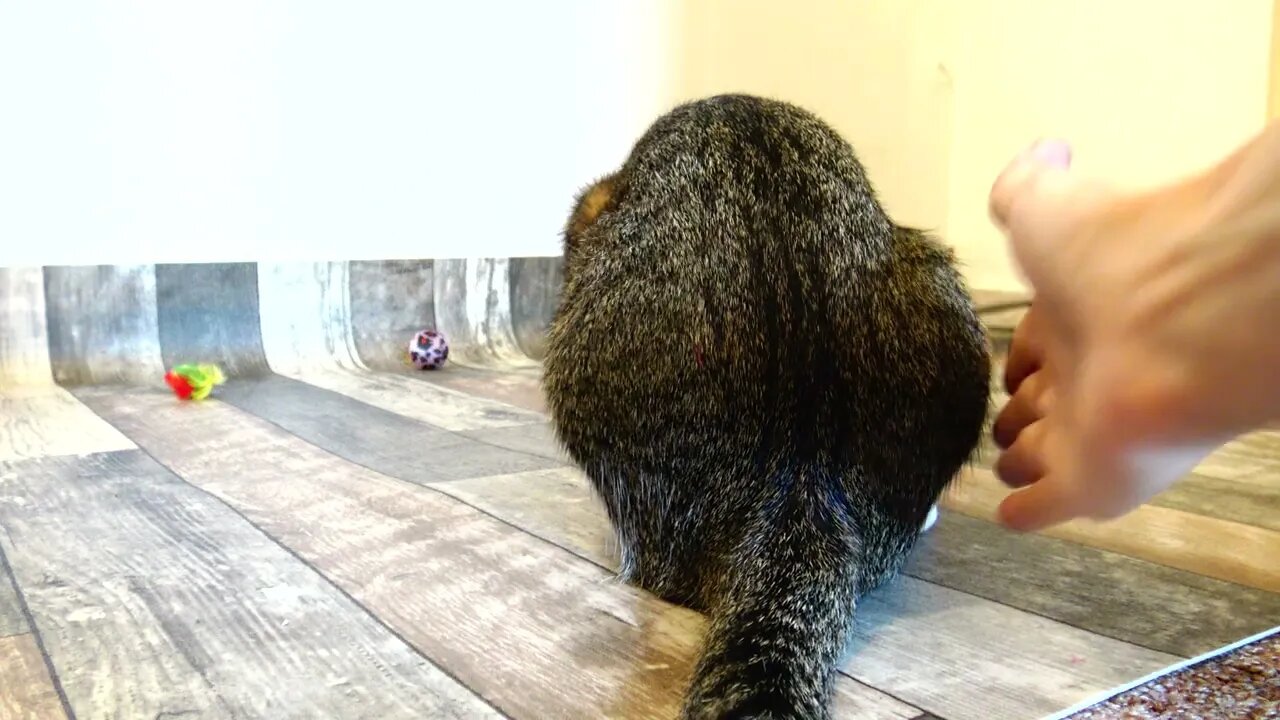 Naughty Cat Puts His Back Side into the Camera