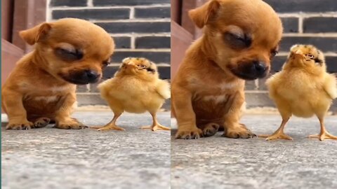 Cute chick helping the little puppy