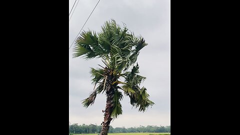 Natural beauty|| FENI || BANGLADESH