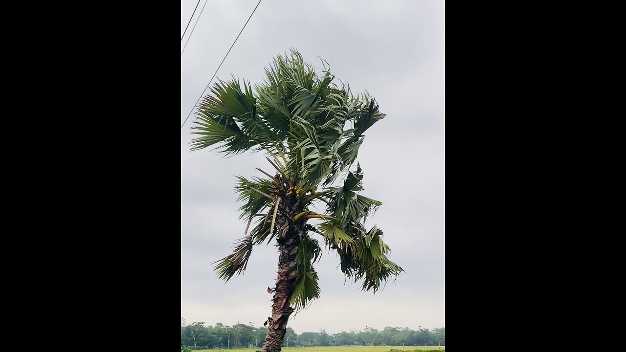 Natural beauty|| FENI || BANGLADESH