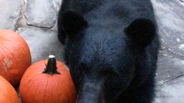 Fearless mamma bear comes to doorstep for birdseed