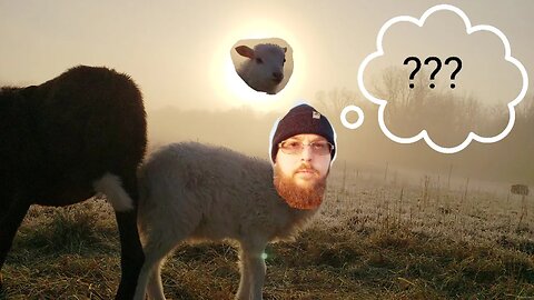 Sheep Surprised Us! And Who's Really In Charge Around Here? #sheep #4k #homesteading🤪🤔😑