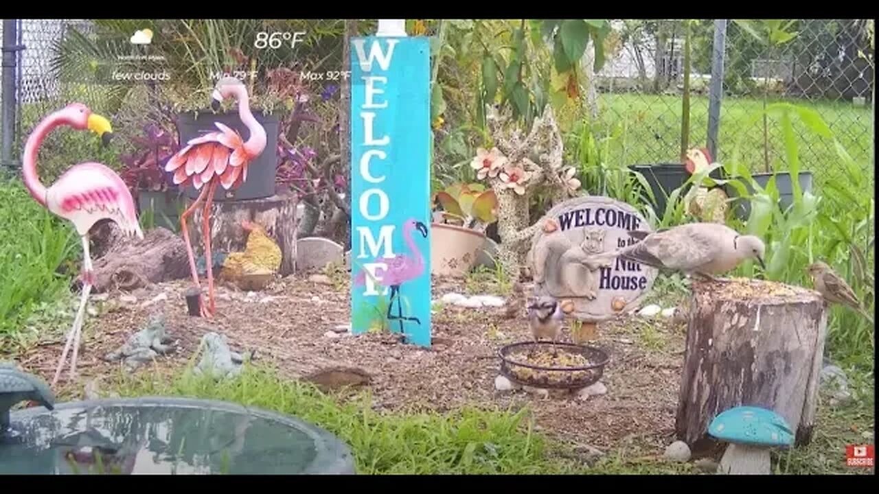 Florida Bird Feeder Live Camera HD Ground/Birdbath