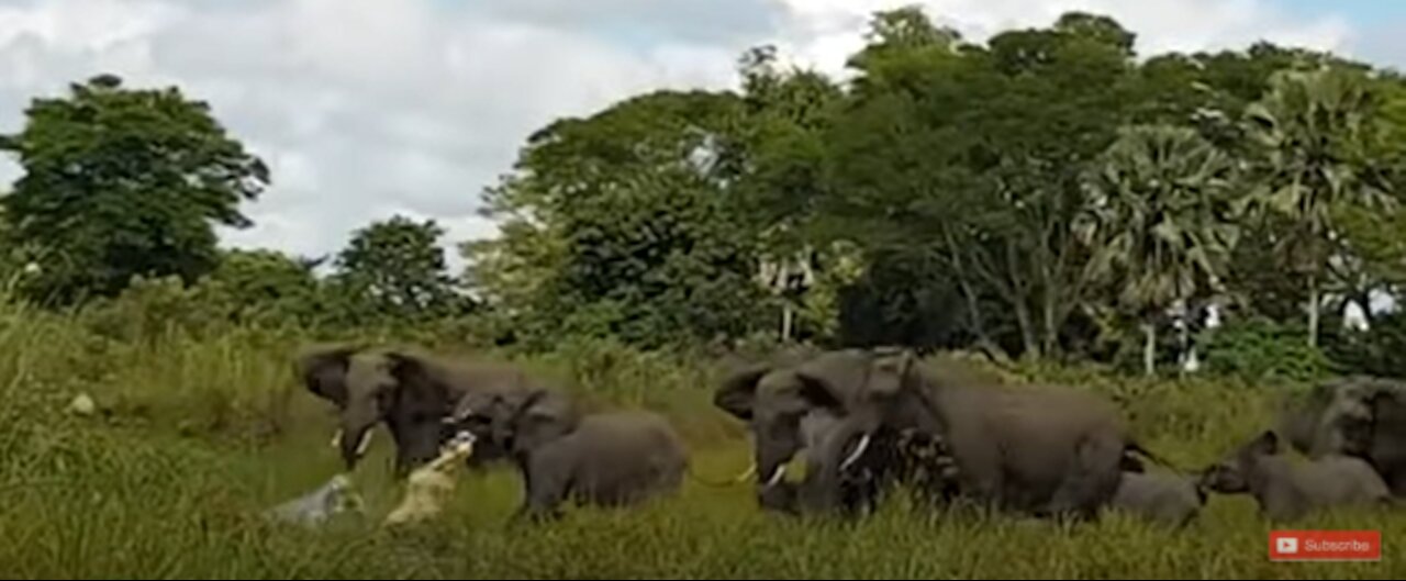 Elephant Save Daughter For Crocodile