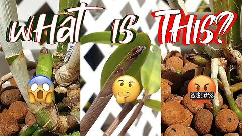 Damaged Orchid New Growths Never Seen Before | Did Happy Sap Damage these Growths?🤬 #ninjaorchids