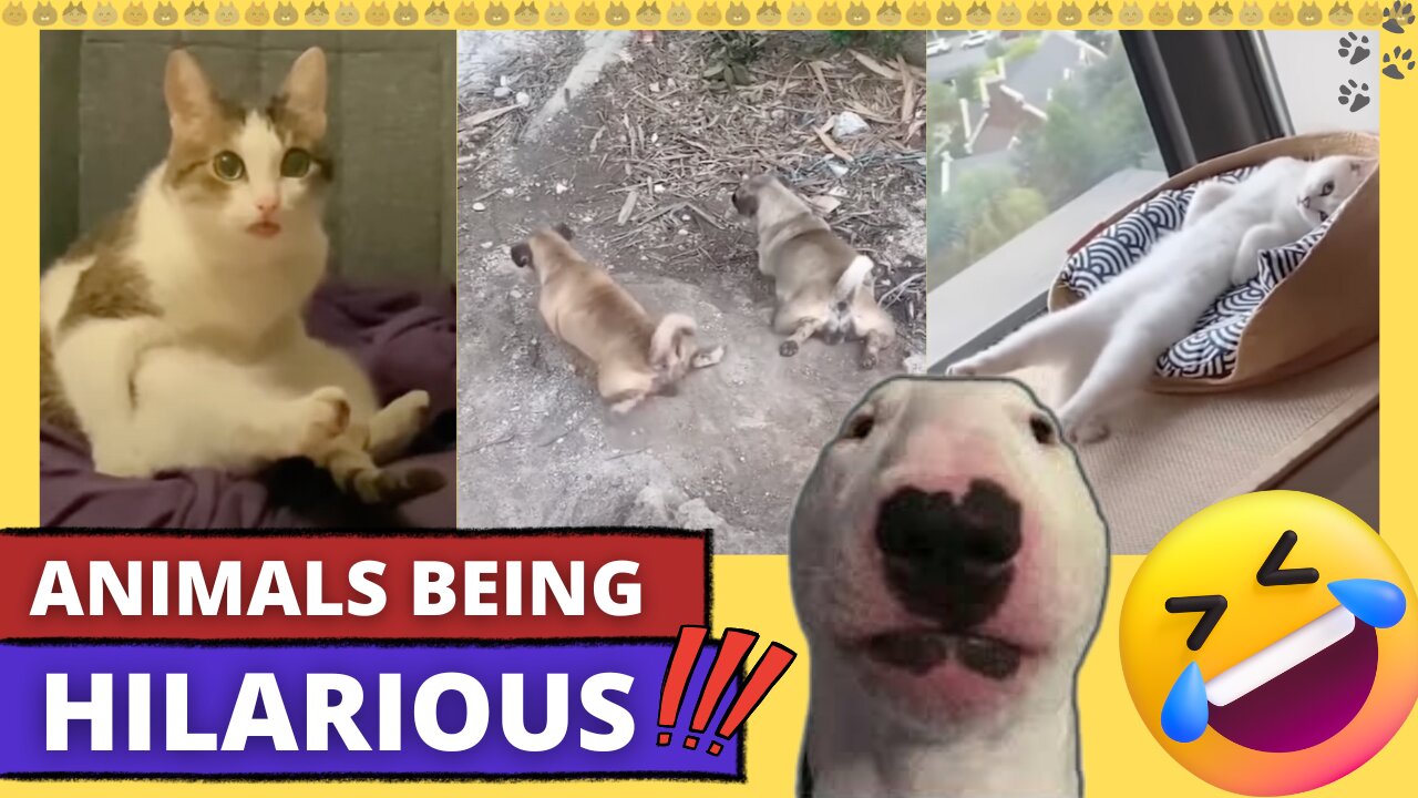 ANIMALS BEING HILARIOUS 🤣 🐶 Compilation