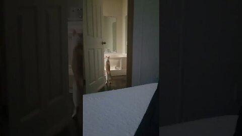 my cat playing fetch