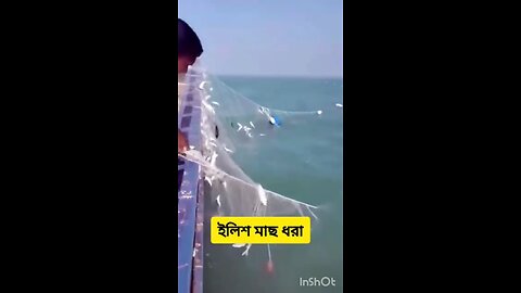 Hilsa fish