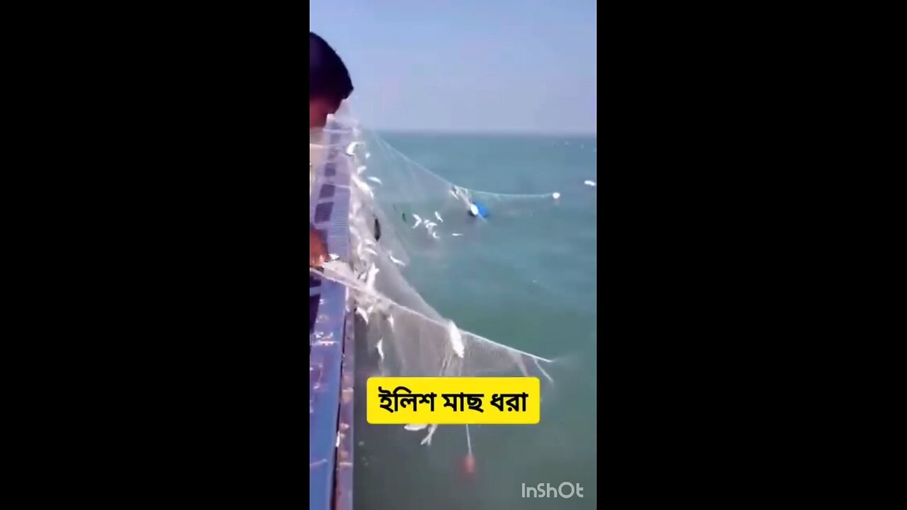 Hilsa fish