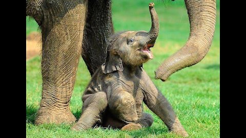 Funny and cute baby elephant videos