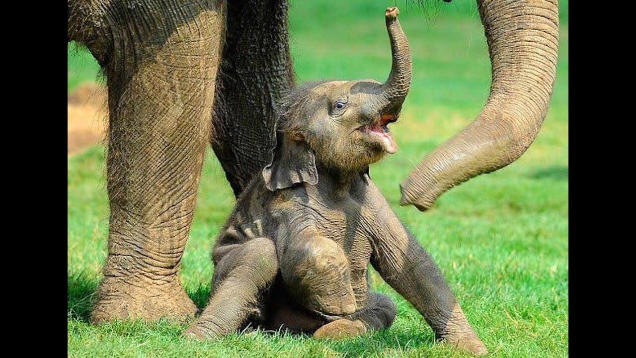 Funny and cute baby elephant videos