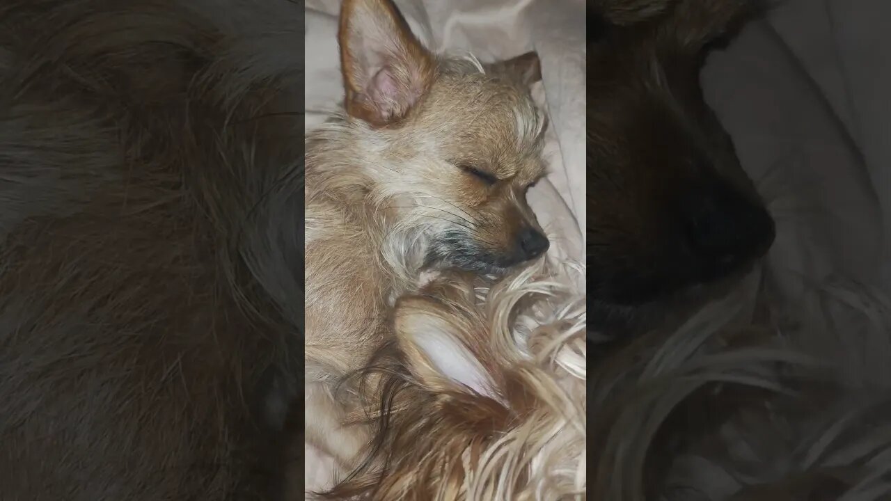 Yorkie Sleeping with Her Eyes Open REM SLEEP