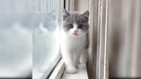 Baby Cats - Cute and Funny Cat Videos Compilation