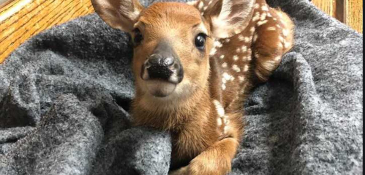 cute baby deer and sleepy cat.