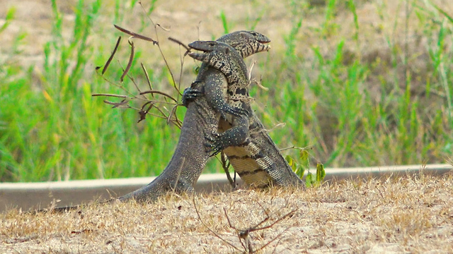 Vicious Battle Between Two Monitor Lizards Caught On Video | SNAPPED IN THE WILD