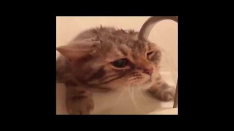 If it were not FILMED, no one would BELIEVE IT | CRAZY ANIMAL FUNNY FAILS | FailLord International