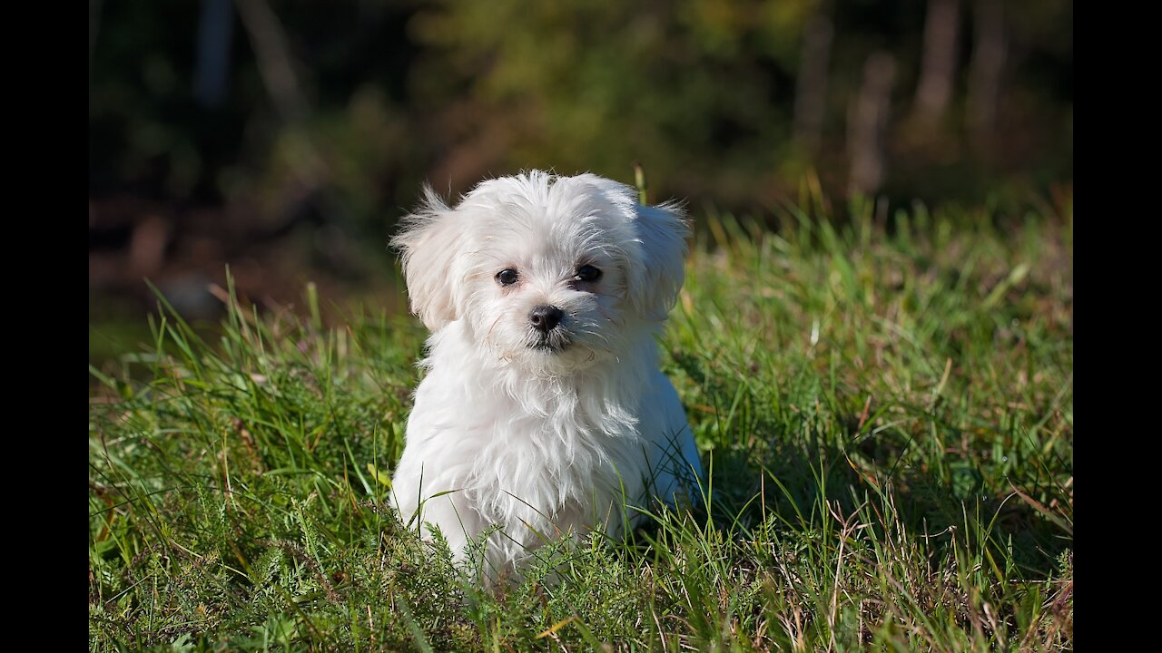 Maltese. Dog. Puppy. Small dog