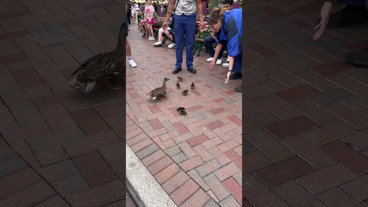 Disneyland Has ADORABLE DUCKLINGS! #disneyland #shorts #disney