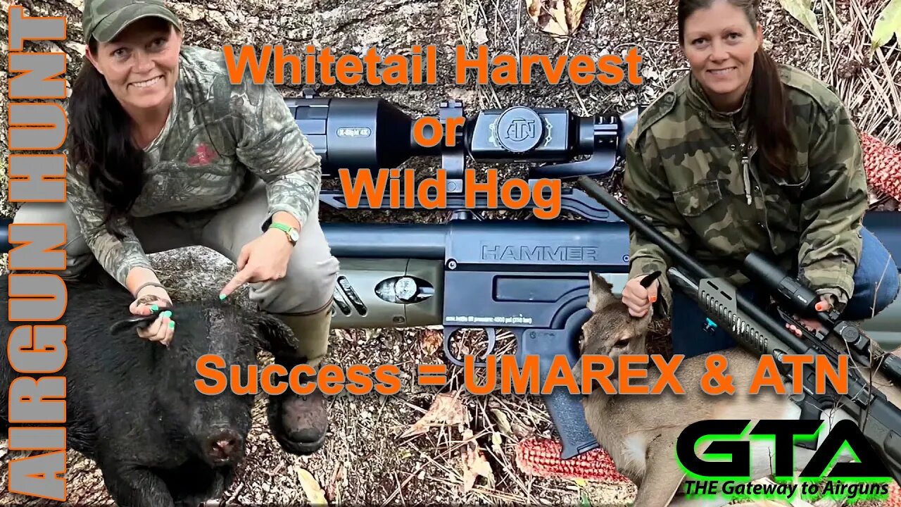 GTA AIRGUN HUNT – White Tail Deer or Wild Hog H-A-M-M-E-R Success - Gateway to Airguns Airgun Hunt