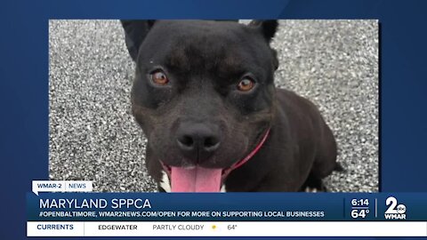 Maryland SPCA is open!