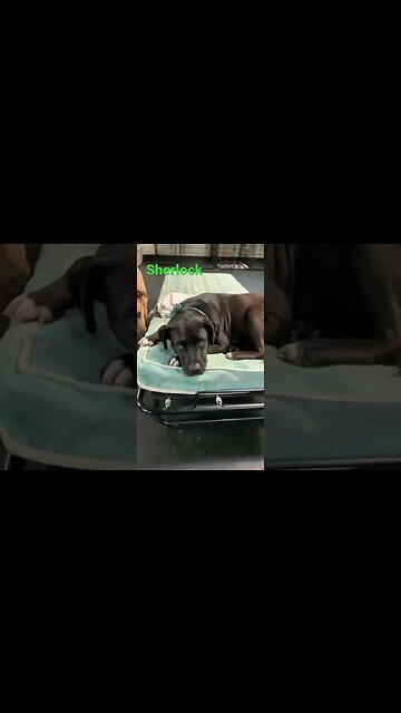 [Shorts 0075] SHERLOCK [#dogs #doggos #doggies #puppies #dogdaycare]
