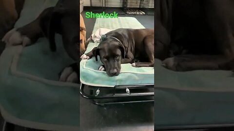 [Shorts 0075] SHERLOCK [#dogs #doggos #doggies #puppies #dogdaycare]