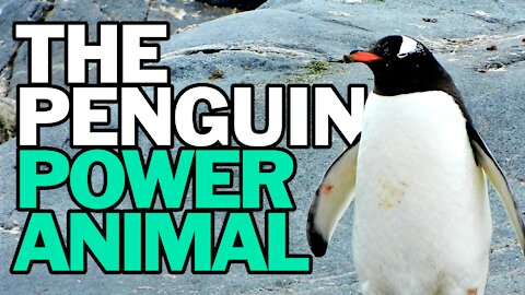 The Penguin Power Animal