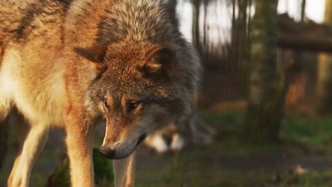 Wolf In The Forest