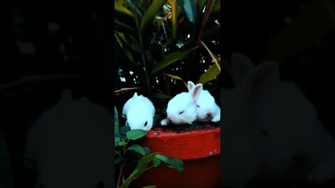 3 cute bunnies in one vessel