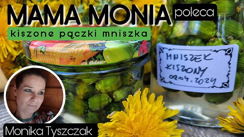 Mama Monia poleca: Kiszone pączki mniszka