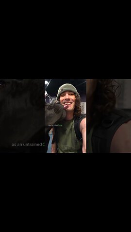 Cane Corso Trainability #shorts #dog