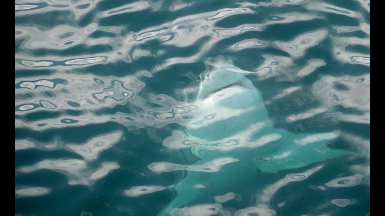 Diver Decapitated by Great White Shark #2 - David Weir