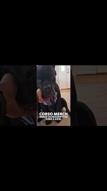 Cane Corsos Dresses Up #shorts #funnydogs #dog