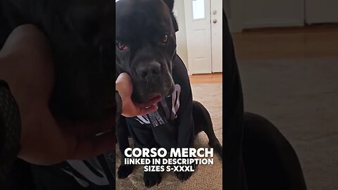 Cane Corsos Dresses Up #shorts #funnydogs #dog