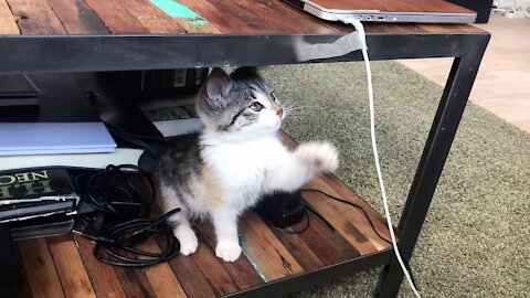 A playful cute kitten