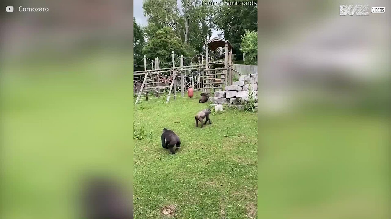 Un gorille sauve un bébé gorille d'une bagarre