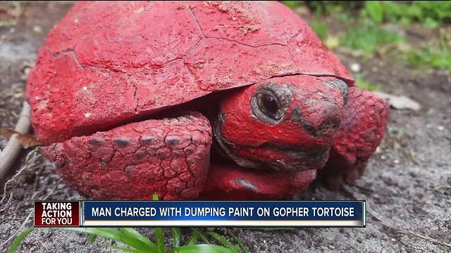 Man arrested for dumping red paint down gopher tortoise hole