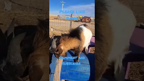 Please help us reach our goal #goats #farmlife #animals #shorts #subscribe #viral #youtubeshorts