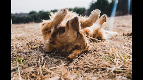 Check out these twin cute puppy Golden 🐶