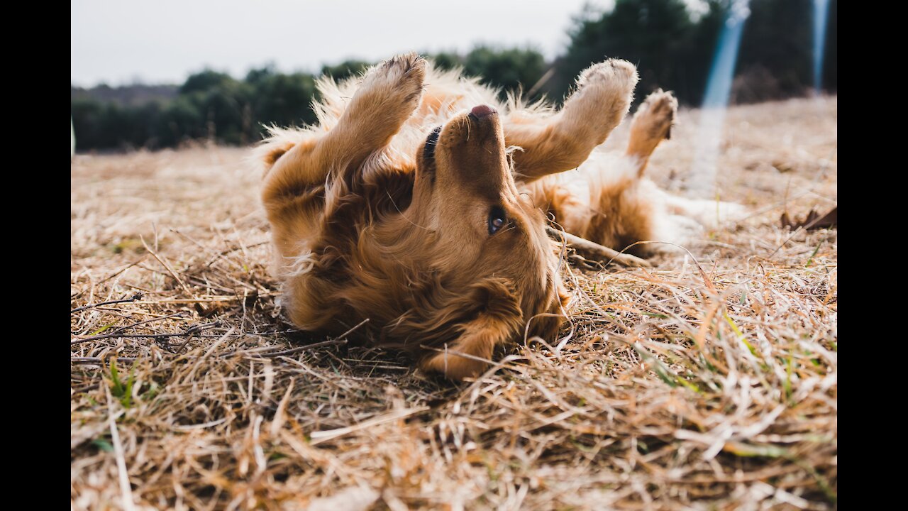 Check out these twin cute puppy Golden 🐶