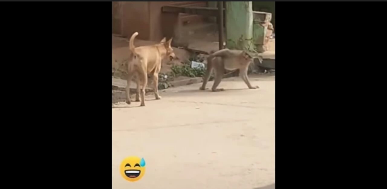 Super Funny Animal Video that Will Make You Laugh