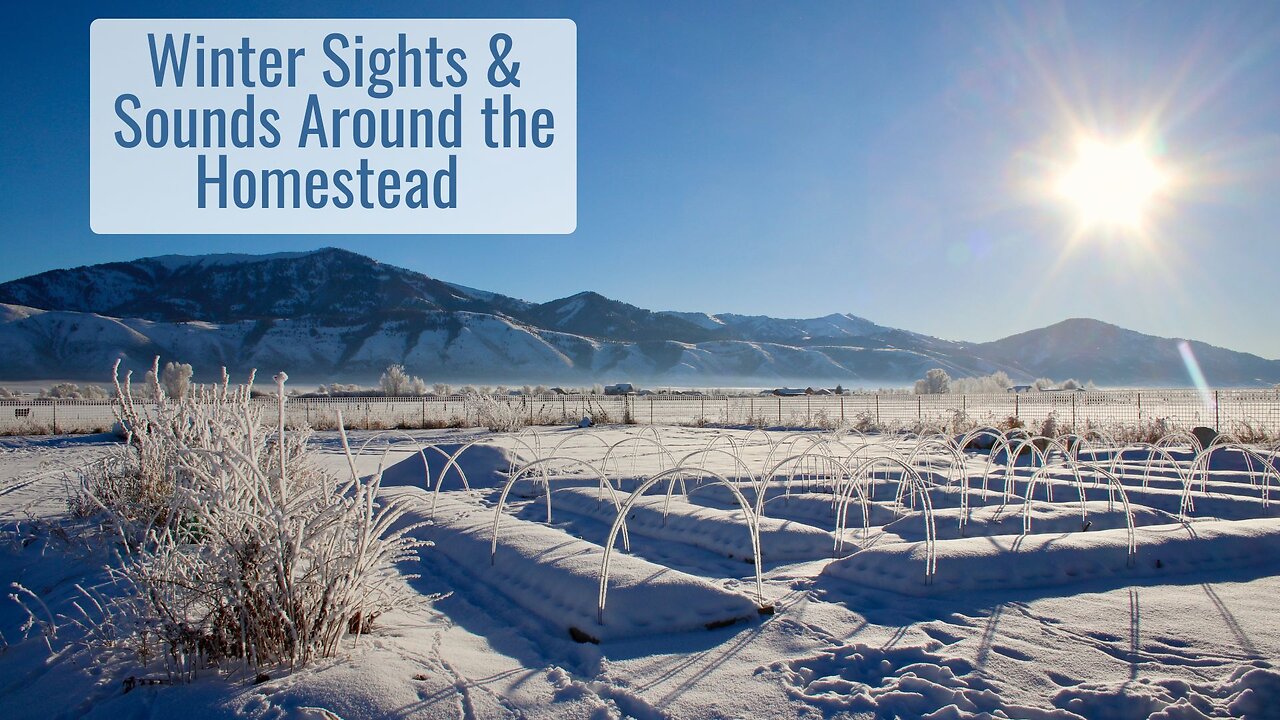 Winter Sights & Sounds Around the Homestead in the Wyoming Mountains, Ice, Snow, & Below Zero Temps