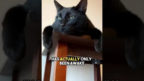 Would you be a cat if you could be?🤔 #cat #kitten #blackcat #leonthecatdad #catfacts #relatable