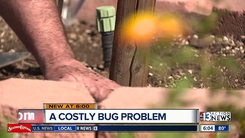 Neighbors dealing with a costly bug problem
