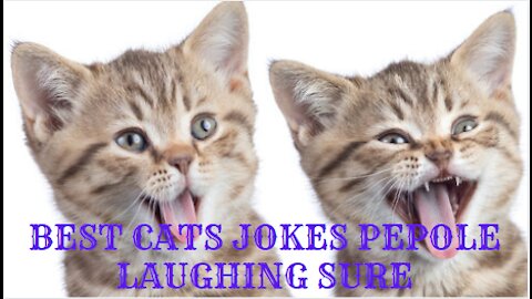 BEST CATS JOKES PEPOLE LAUGHING